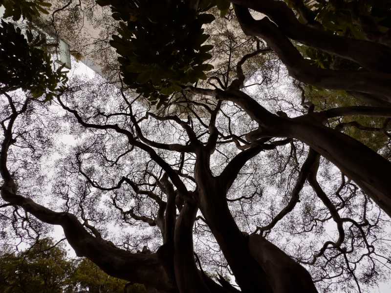 Canopy
